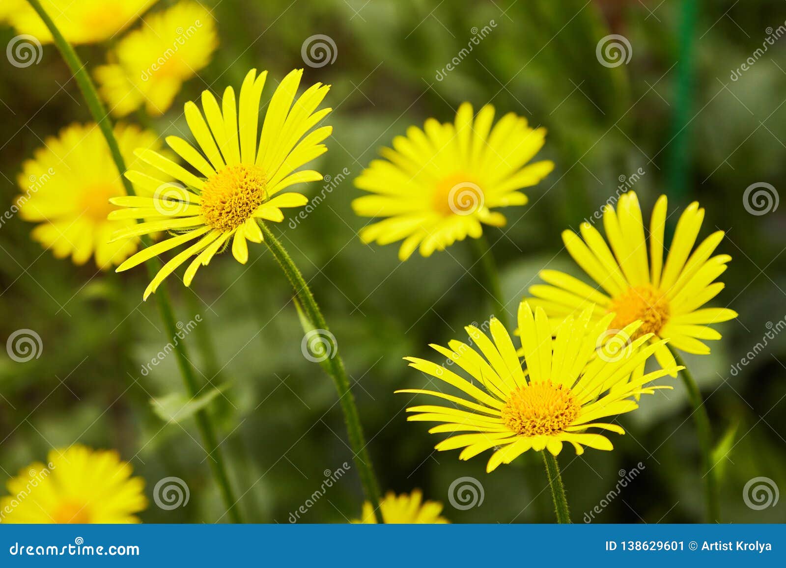 euryops pectinatus. yellow flower blooming
