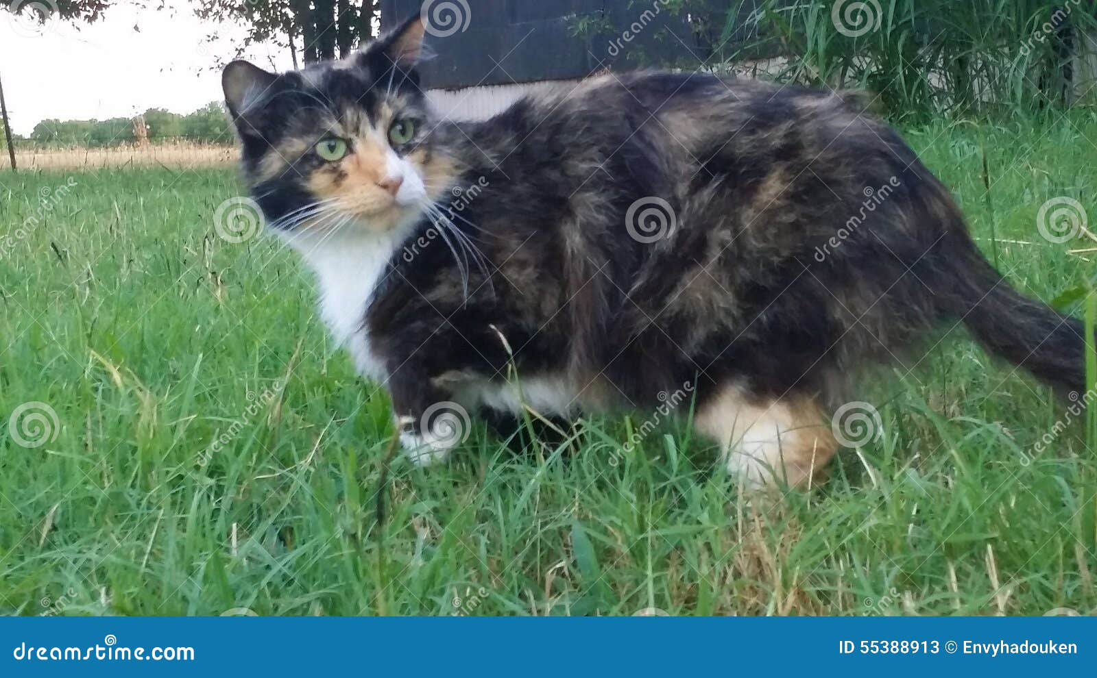 Cat stock image. Image of skittish, meow, calico, kitty 55388913