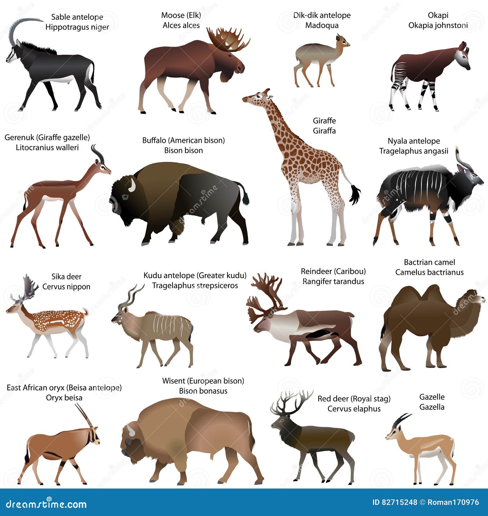 even-toed-ungulates-animals-stock-vector-illustration-of-antelope