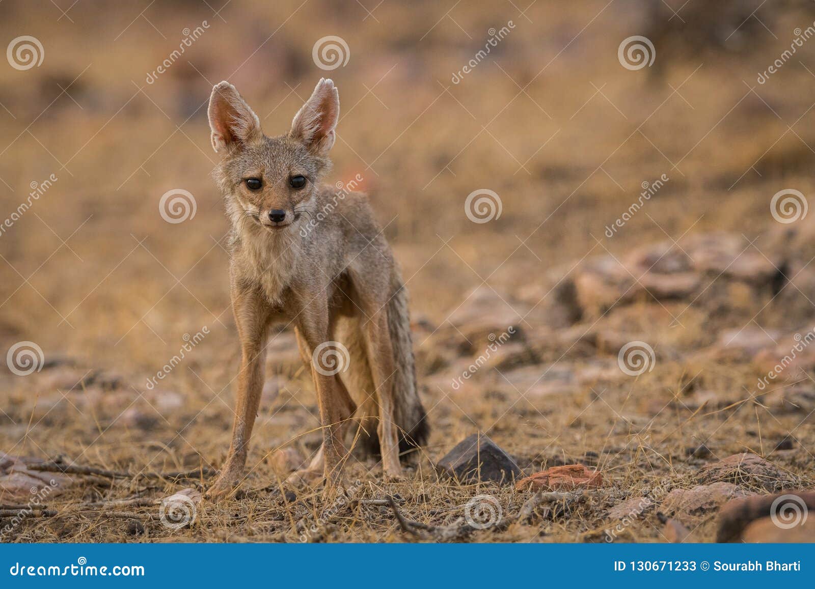 A Bold Indian Fox Pup Vulpes Bengalensis Stock Image - Image of background,  indian: 130671233