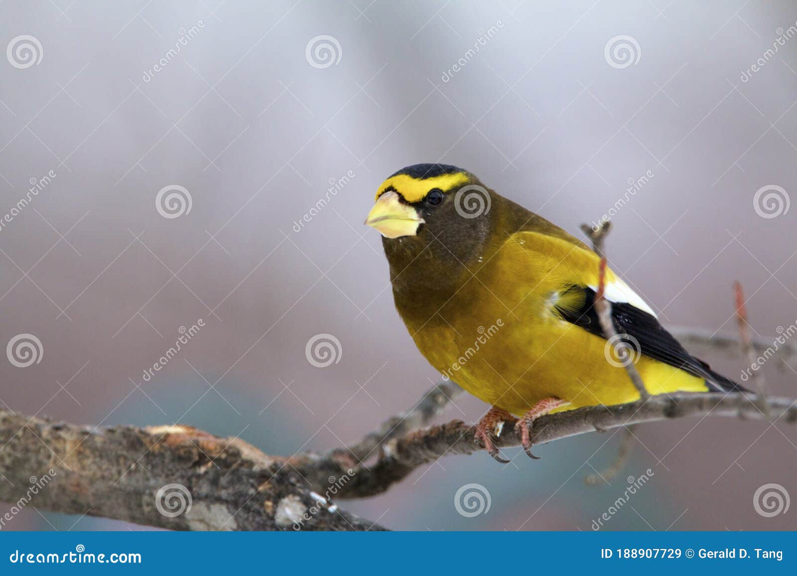 evening grosbeak  830038
