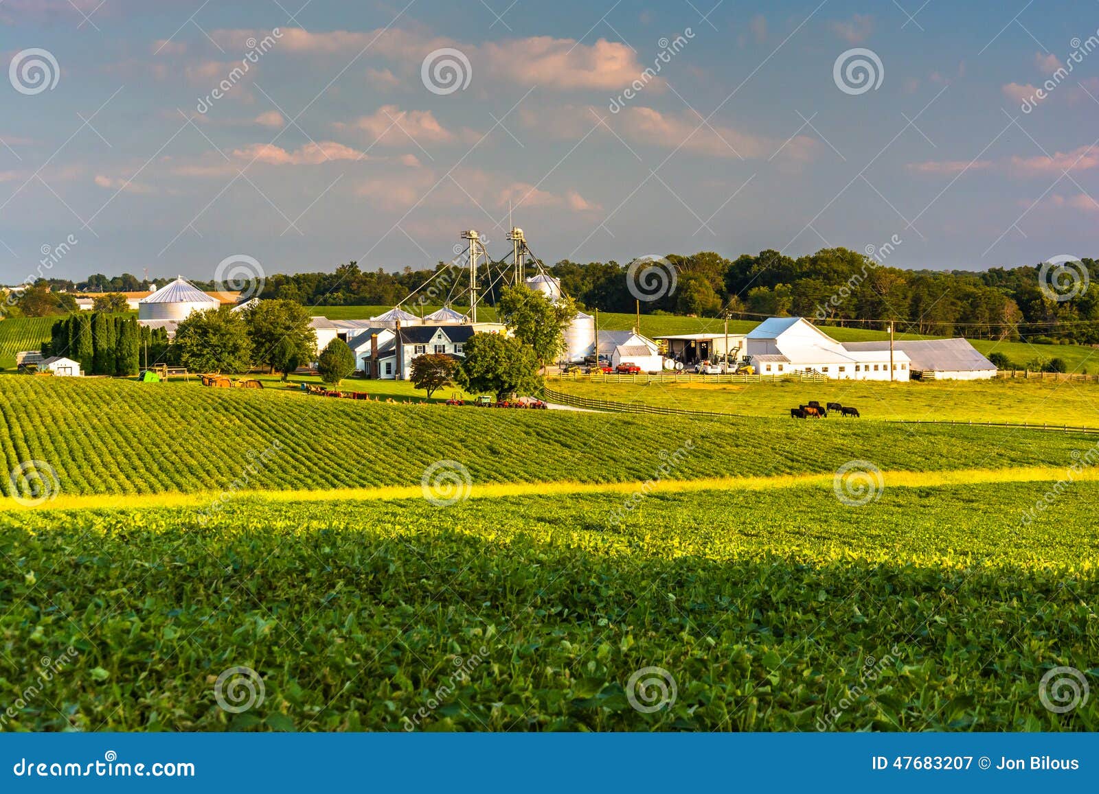 Evening Light on Farm Fields in Howard County, Maryland. Stock Image