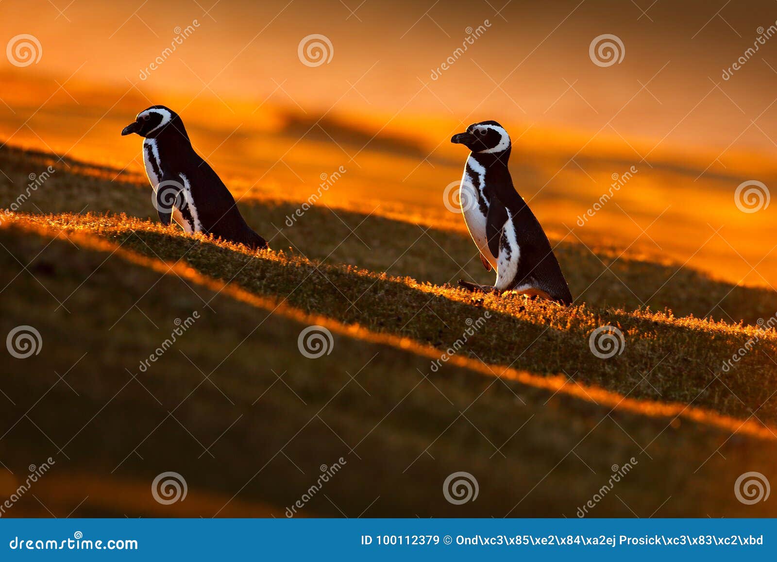 evening light with penguins. birds with orange sunset. beautiful magellan penguin with sun light. penguin with evening light. open