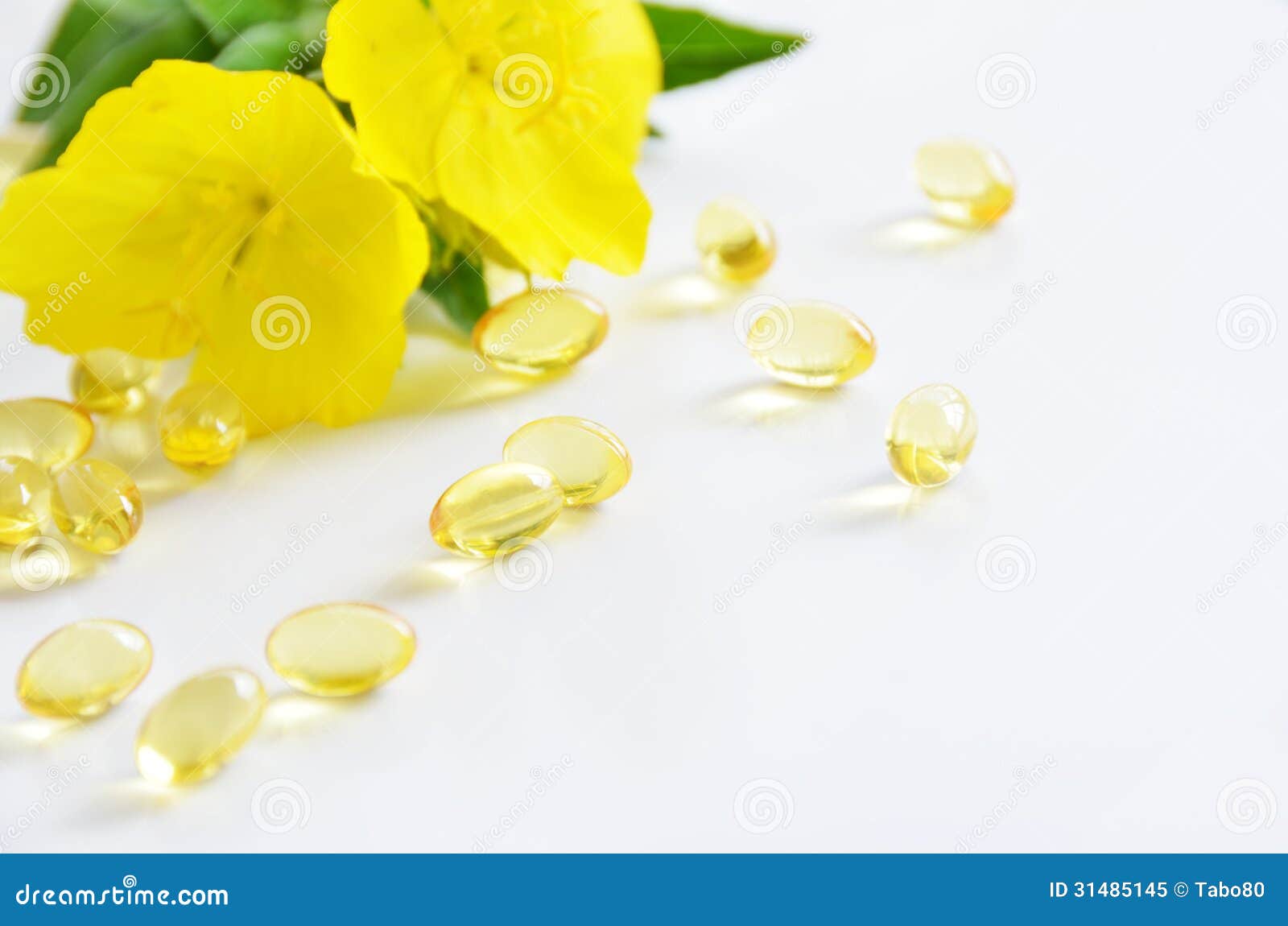 Evening Primrose and Capsules Stock Image Image of flower, evening 31485145