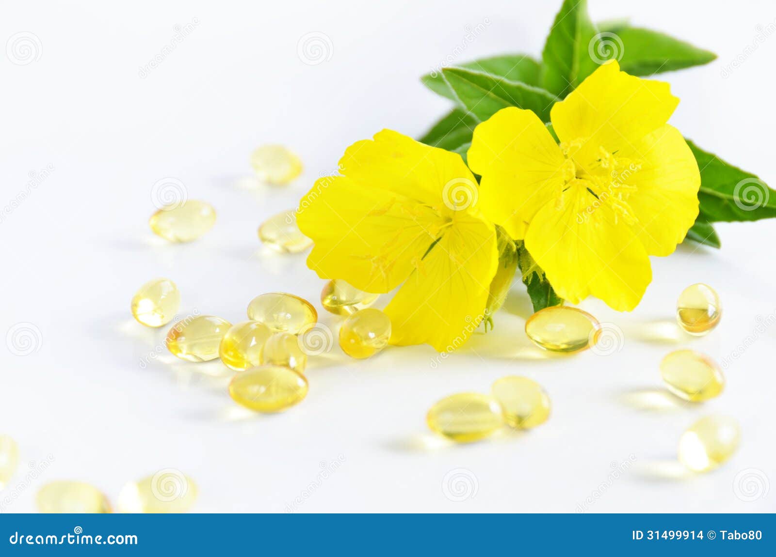 Evening Primrose and Capsules Stock Photo Image of alternative, yellow 31499914