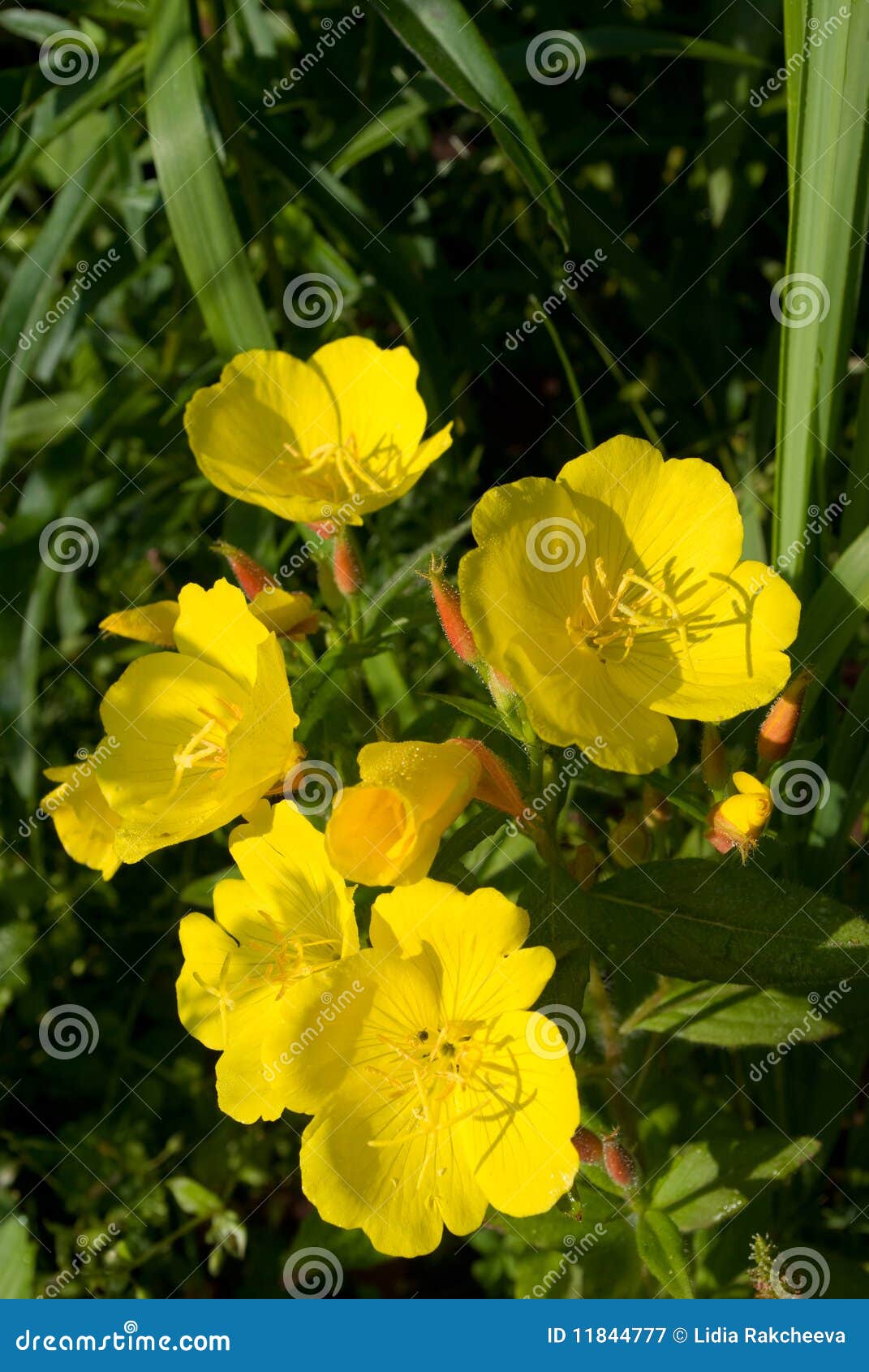 evening primrose flowers