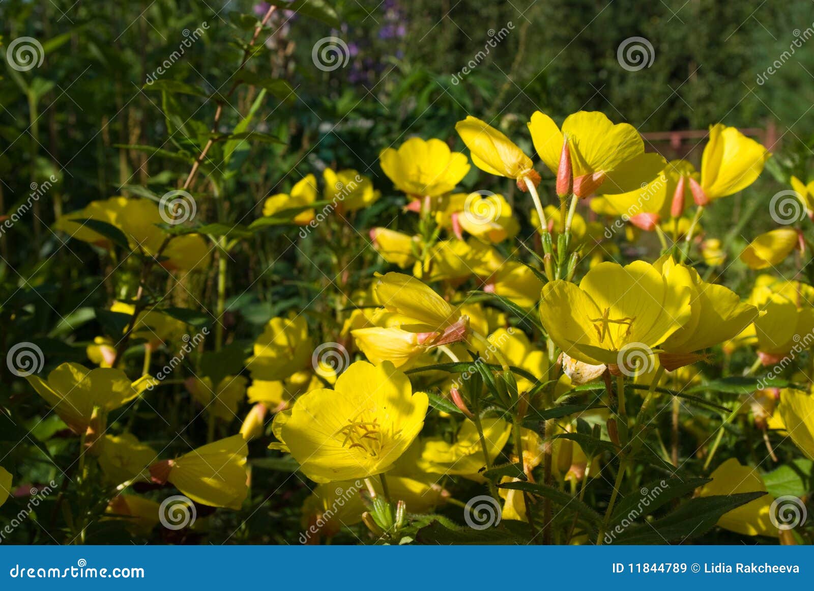 evening primrose flowers