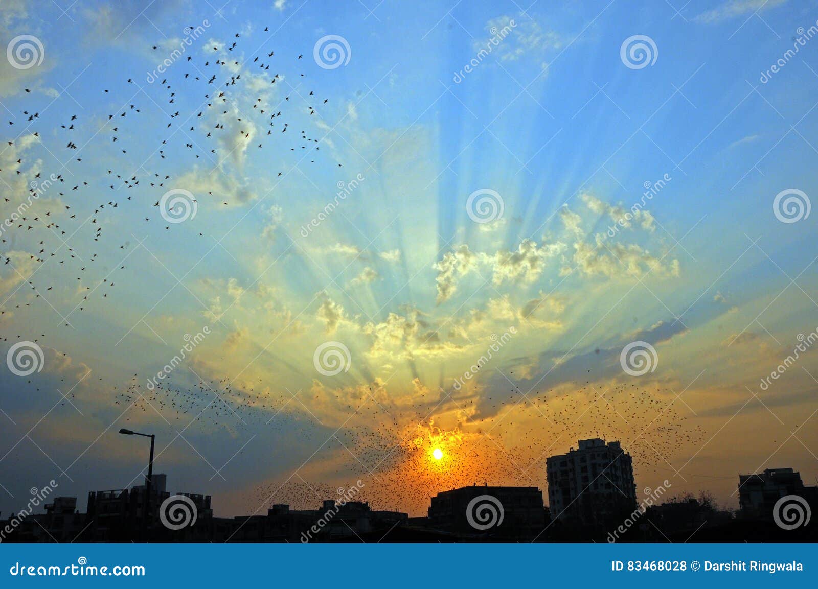 the evening rays