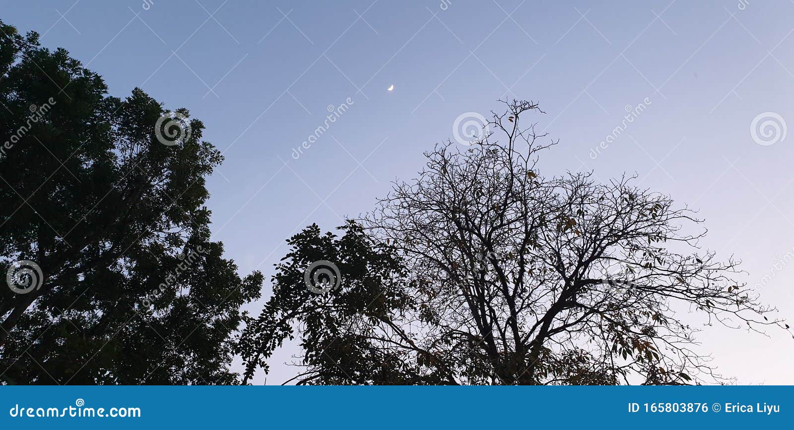 Evening Sky Calming To Look Trees Stock Photo Image of trees, evening