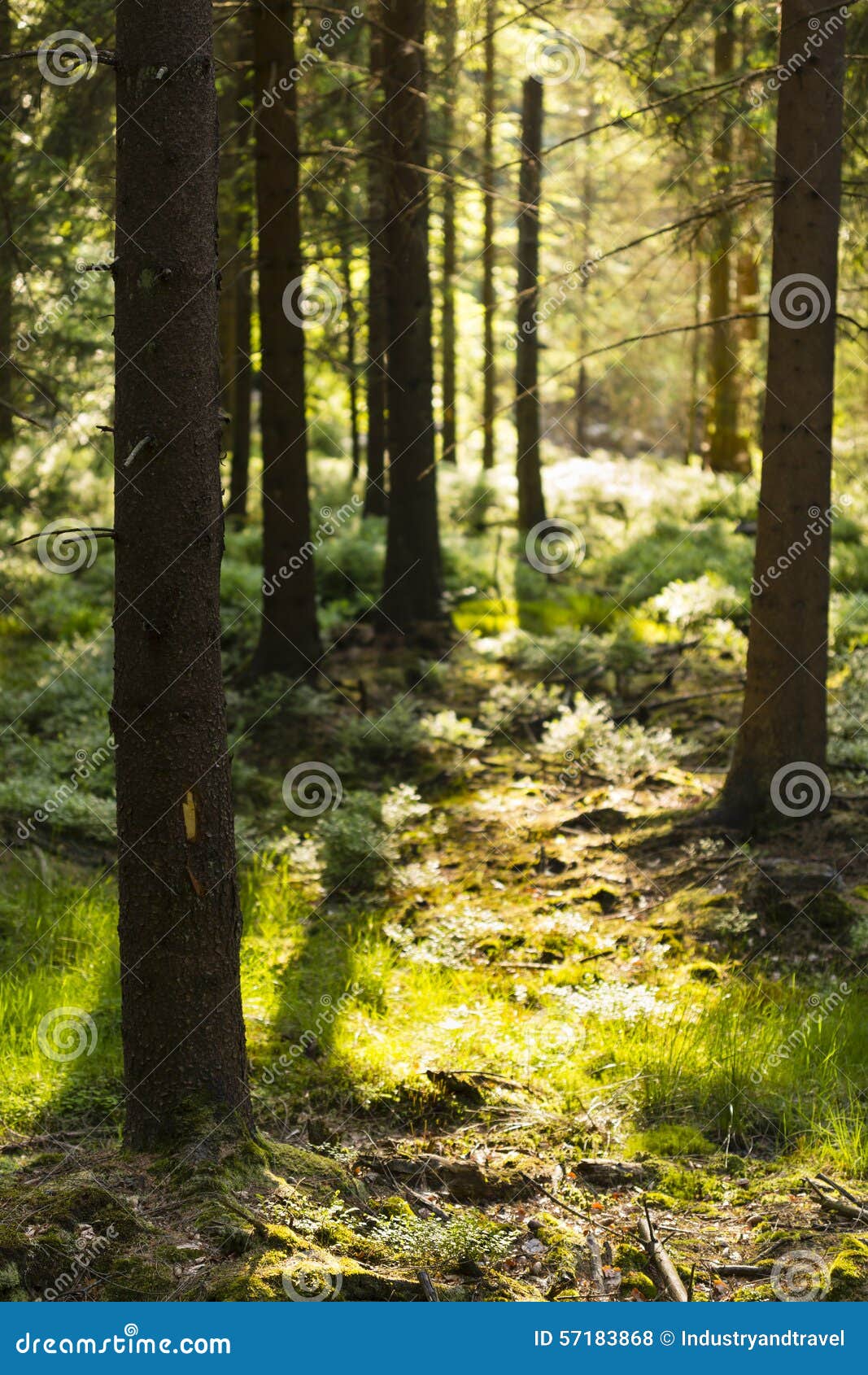 Evening Sunlight In The Forest. Warm evening sunlight shining through the trees in the forest of the Ardennes, Belgium