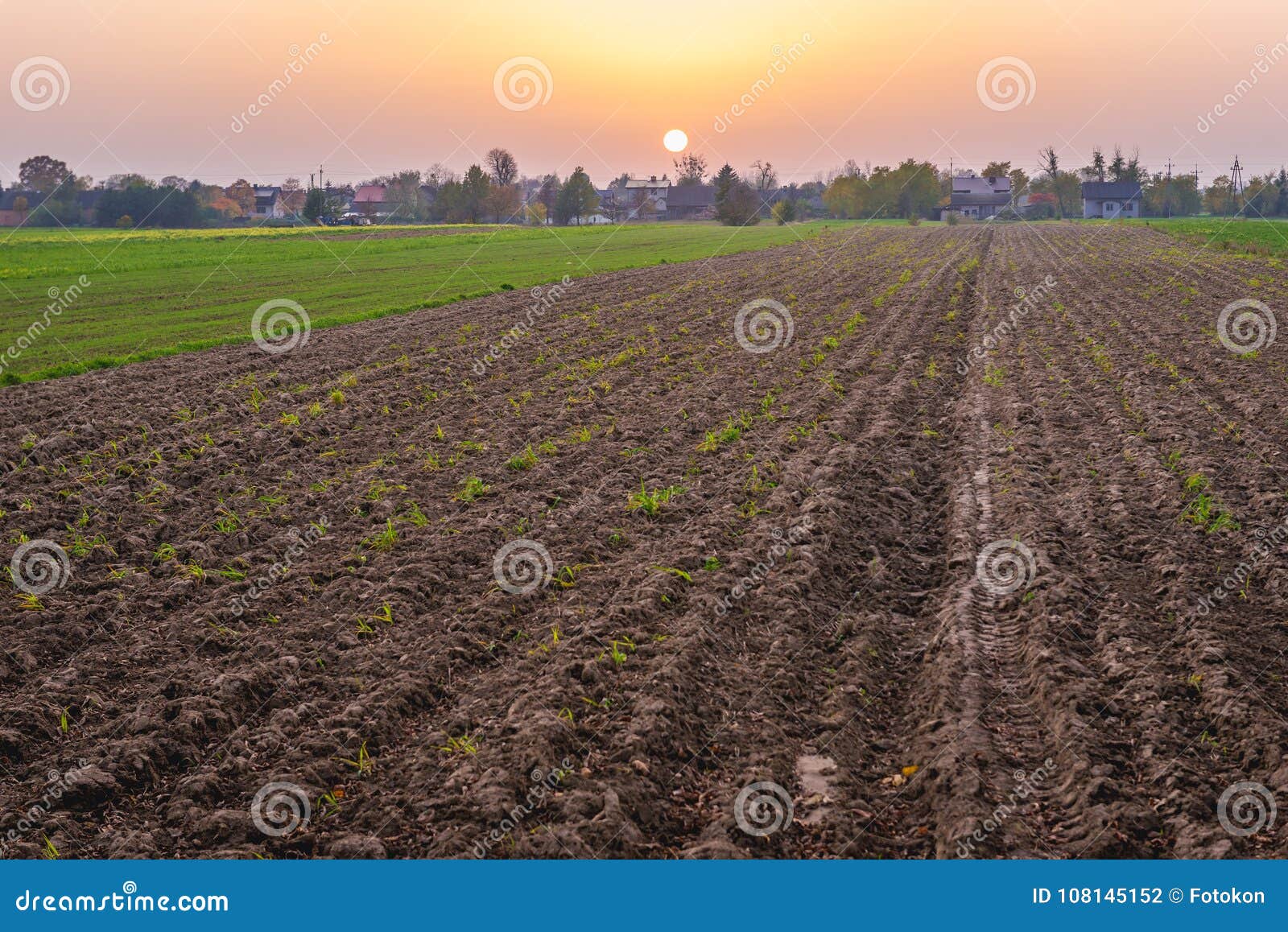 fields in masovia region