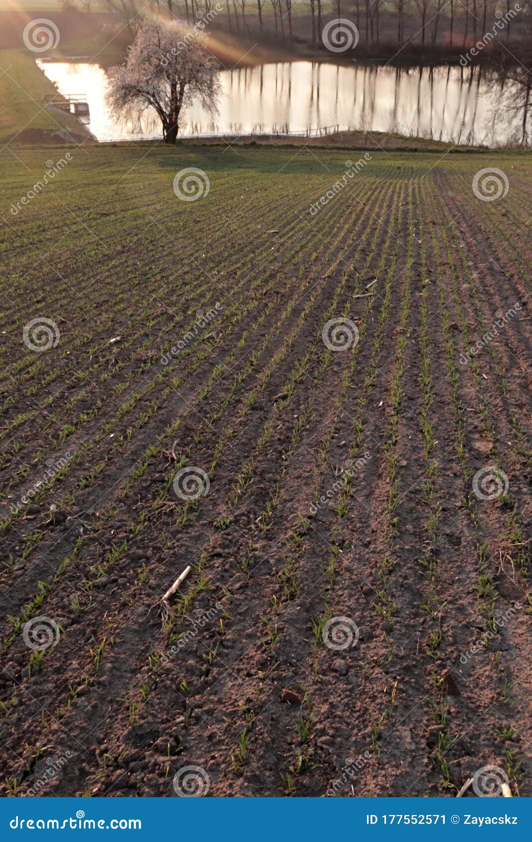 Evening View Of Spring Wheat Field With Blossoming Tree And Fish Pond In Backgound Stock Image Image Of Evening Left 177552571