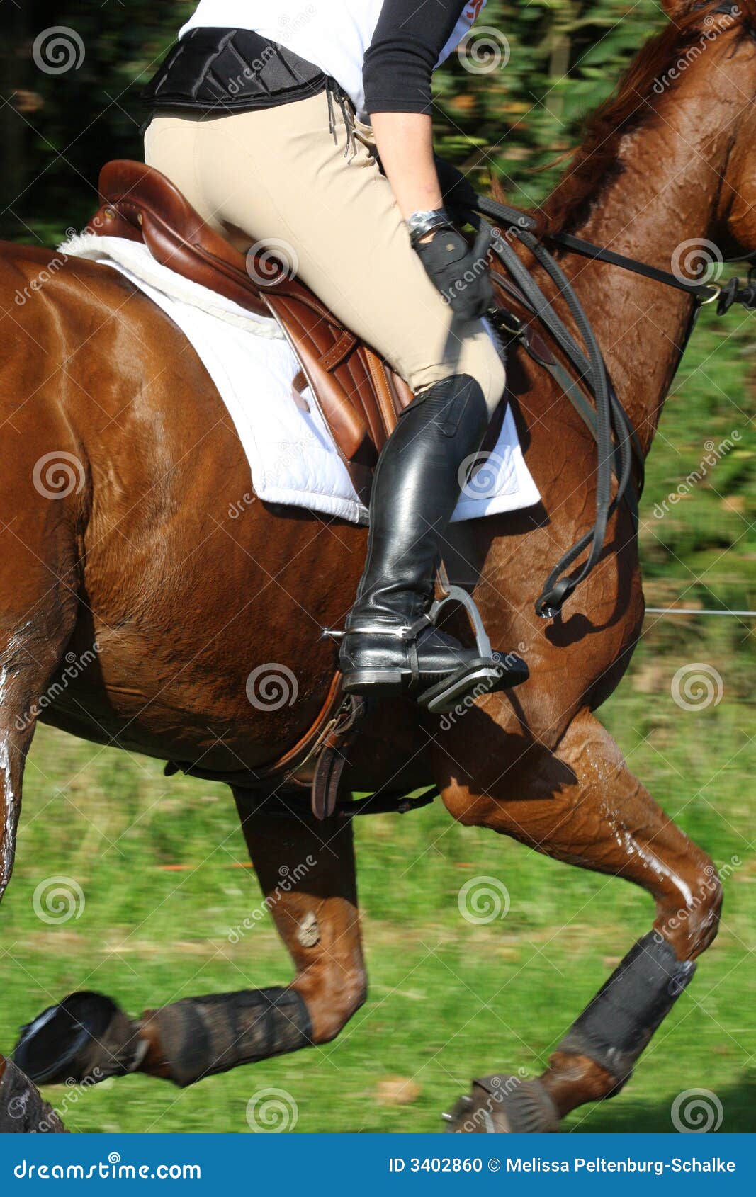 Eventing stock photo. Image of horses, sport, outdoors 3402860