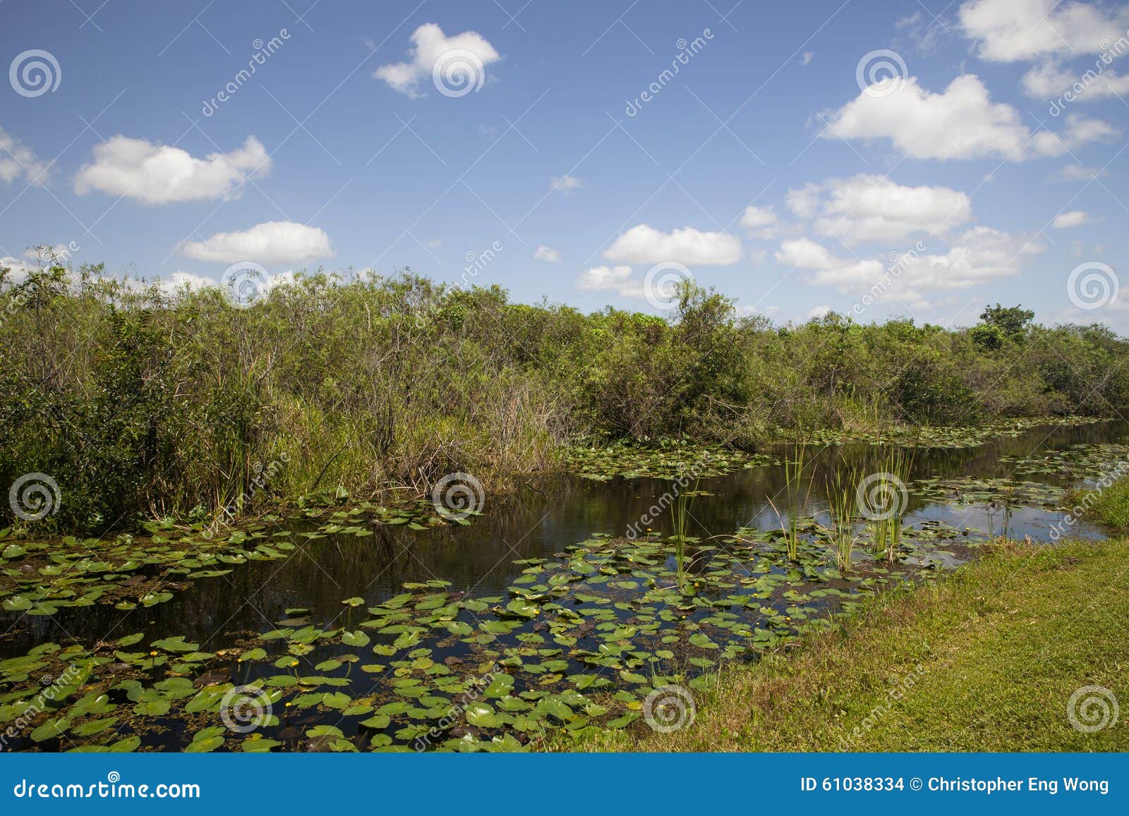 Everglades River stock photo. Image of plant, travel 61038334