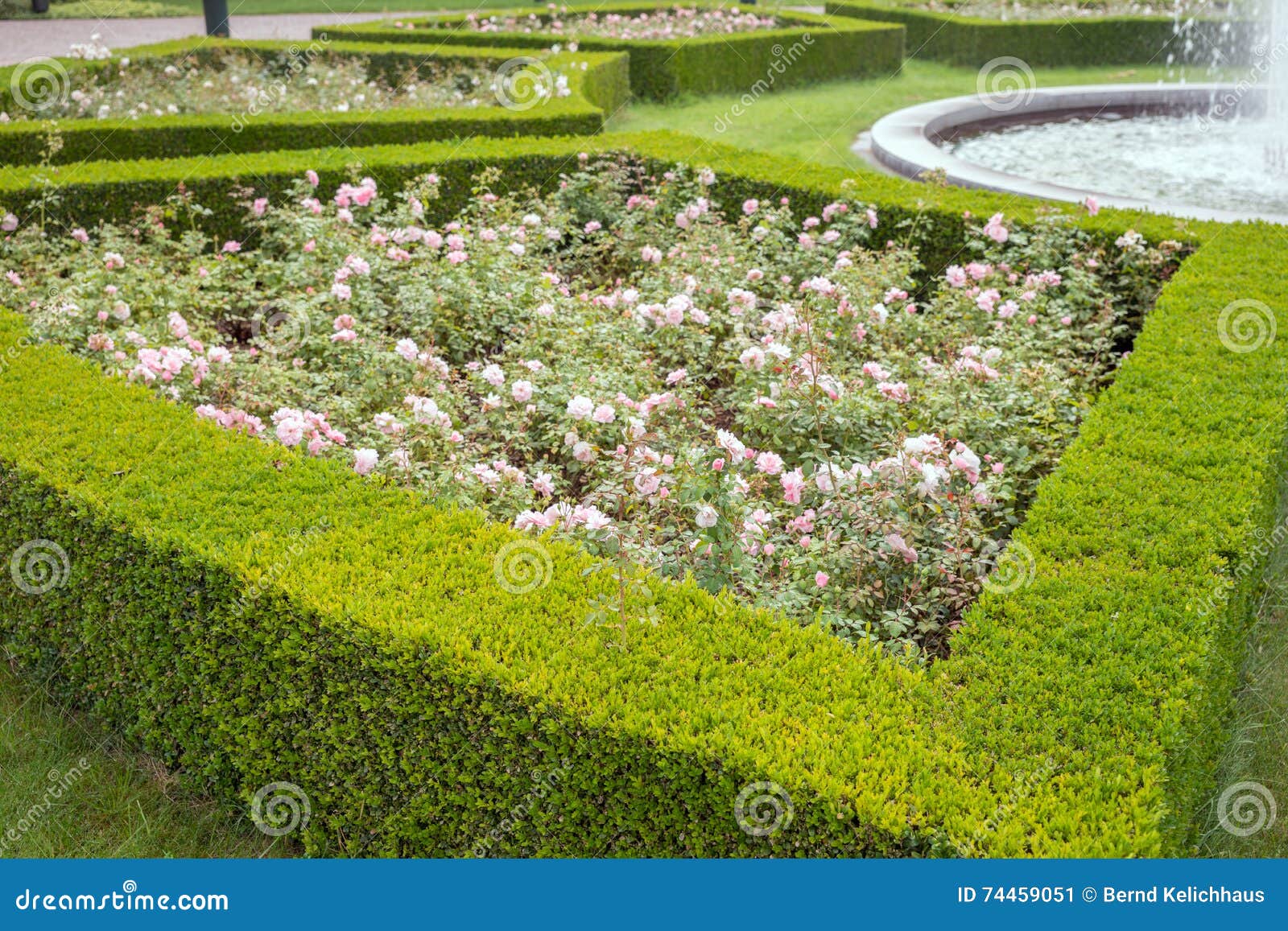 evergreen boxwood hedge adorn a rose garden