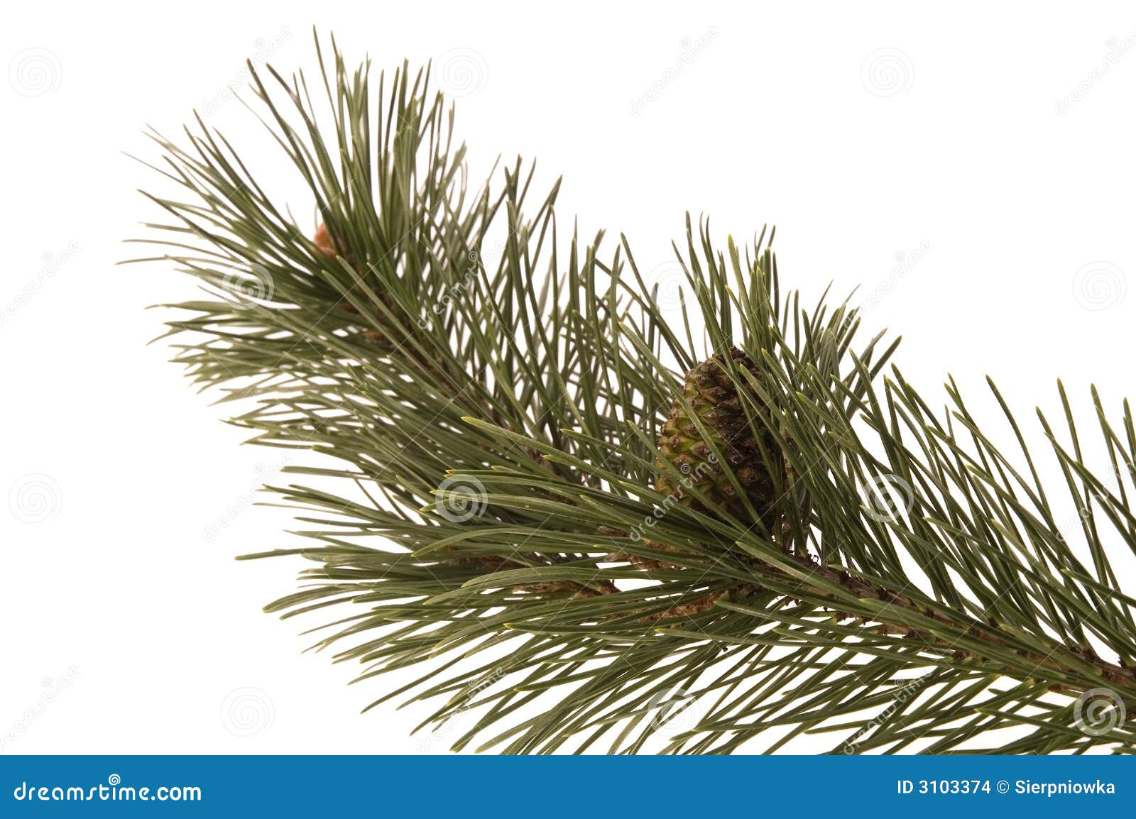 Evergreen branch stock photo. Image of gardening, decorative 3103374