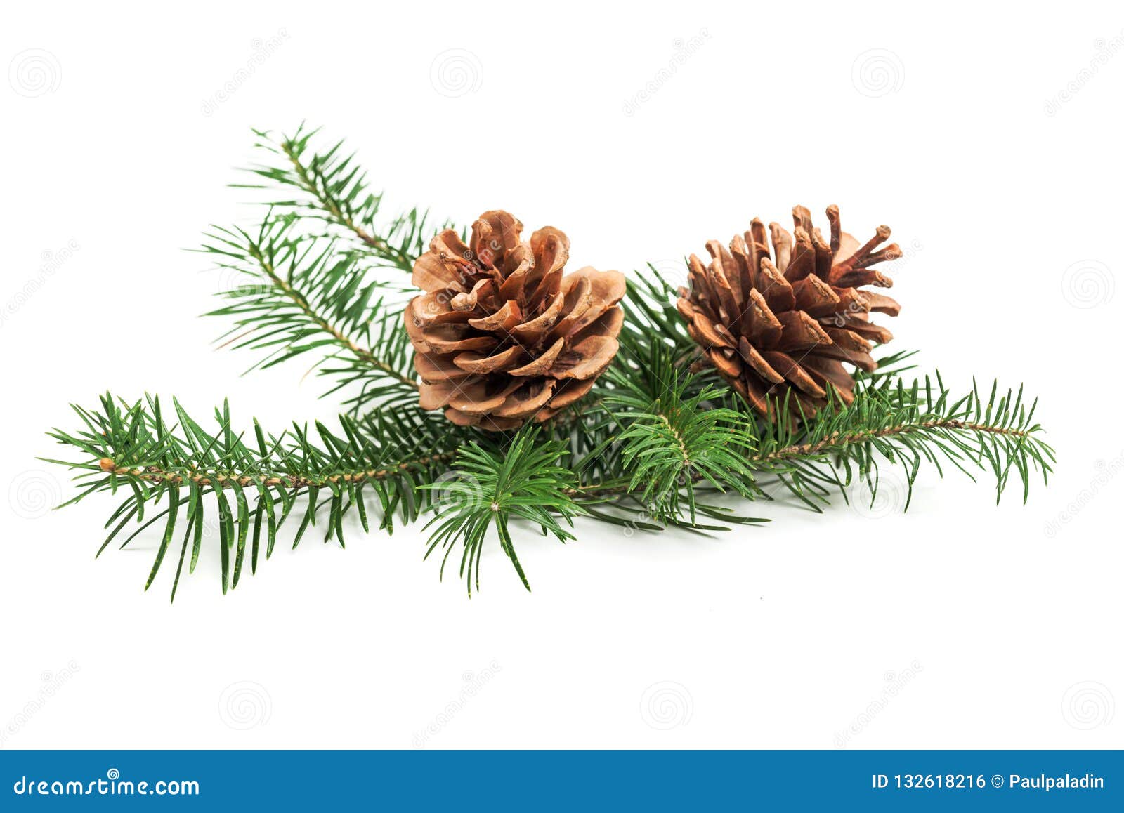 Evergreen Branch of Christmas Tree with Cones Stock Photo Image of christmas, plant 132618216