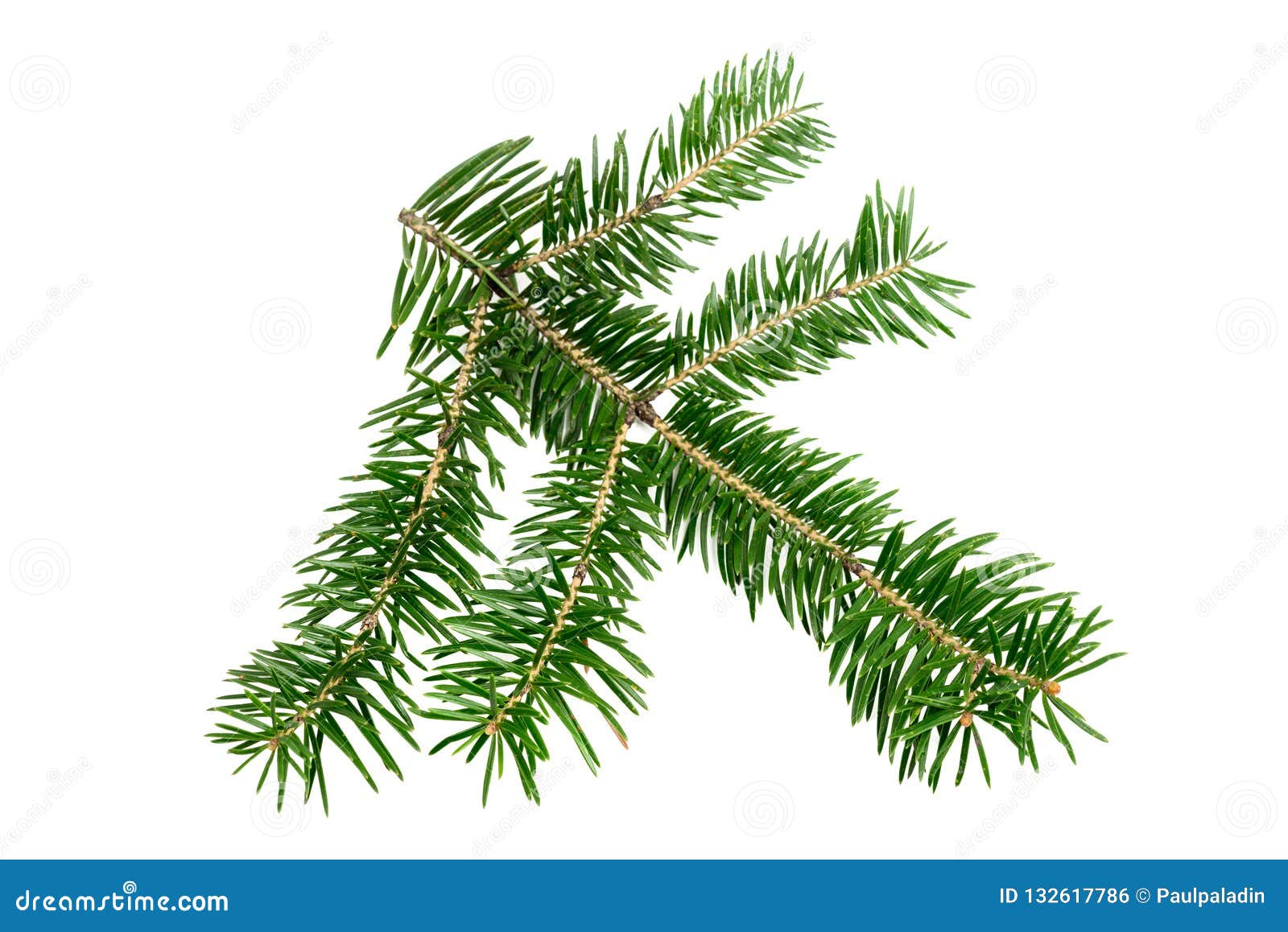 Evergreen Branch of Christmas Tree Stock Photo Image of winter, season 132617786