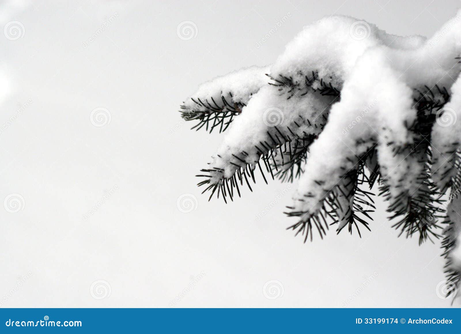 Evergreen branches on white Stock Photo by ©Nataly-Nete 174071542