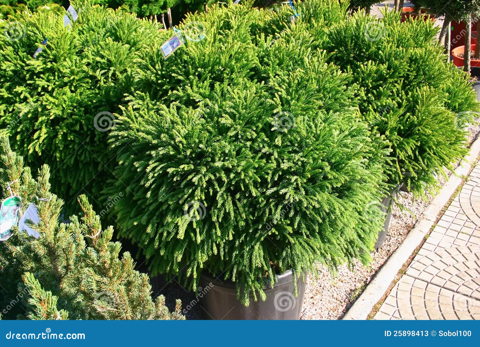 Evergreen Bushes In Plastic Pots In Nursery Stock Image Image of