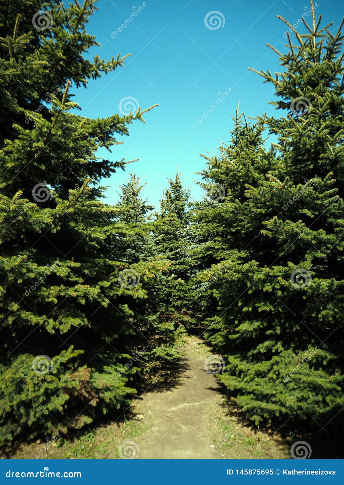 Christmas Trees Forest on the Blue Background Stock Image Image of