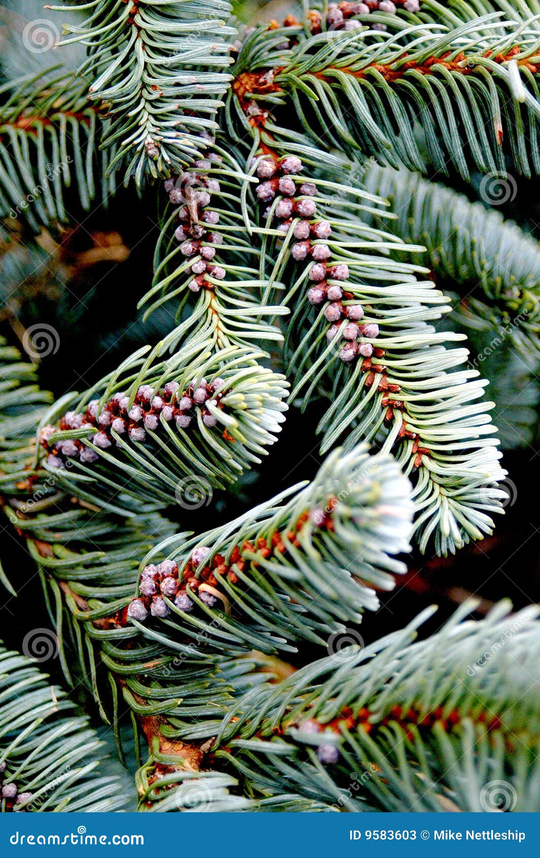 Evergreen conifer needles. stock image. Image of evergreen 9583603