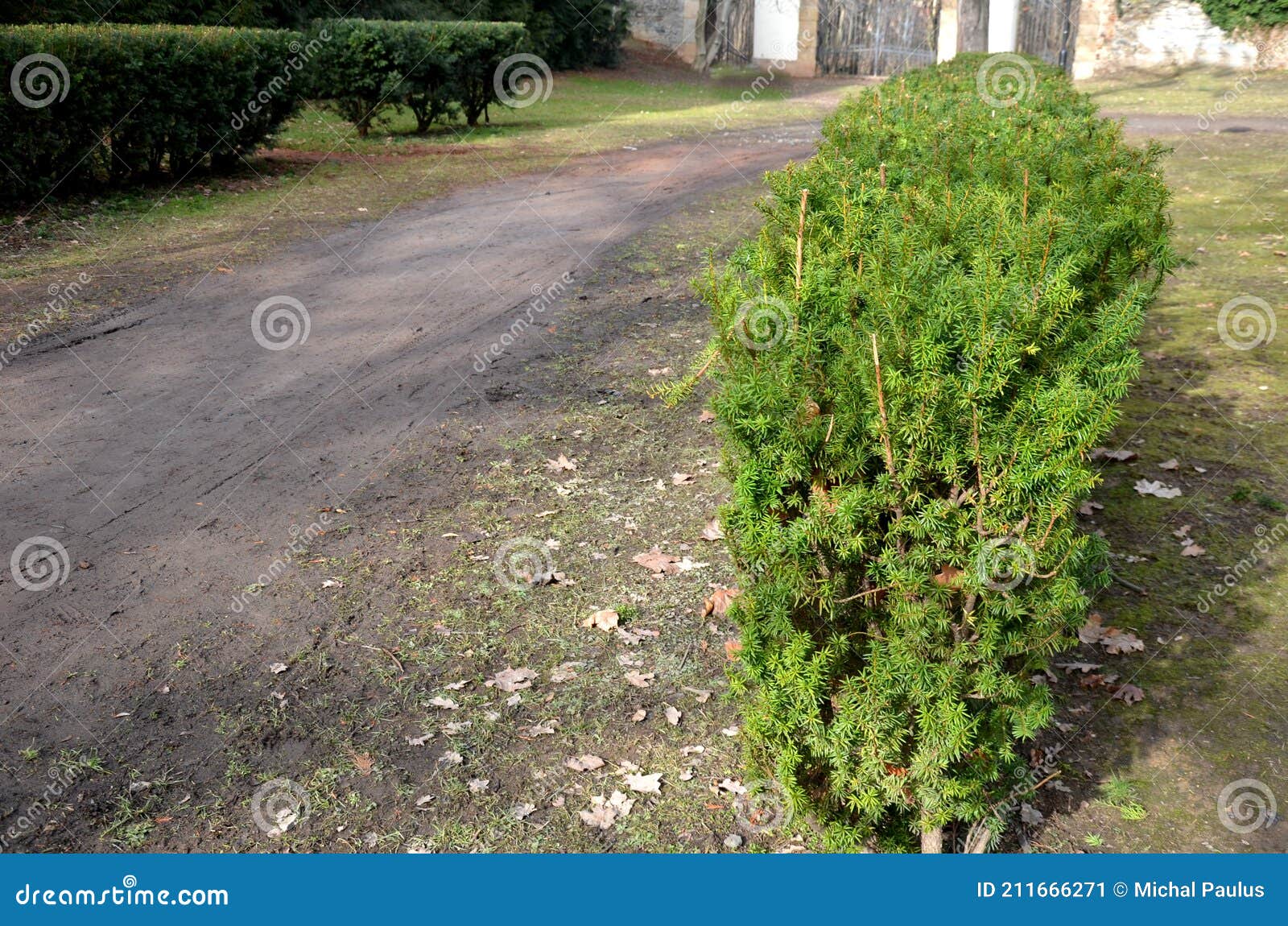 evergreen conifer suitable for low and high hedges. it also tolerates shade, regenerates well from old wood, requires good moist s