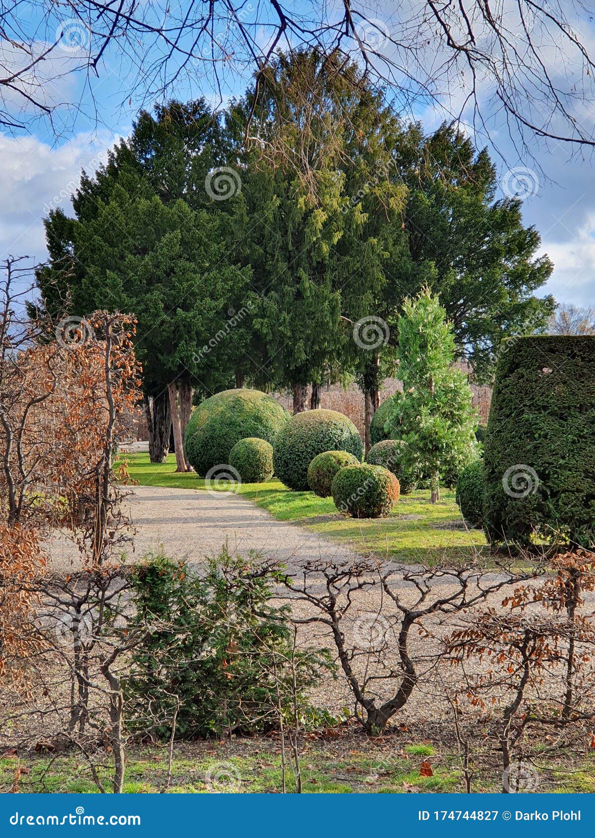 evergreen conifers and ornamental shrubs in the park