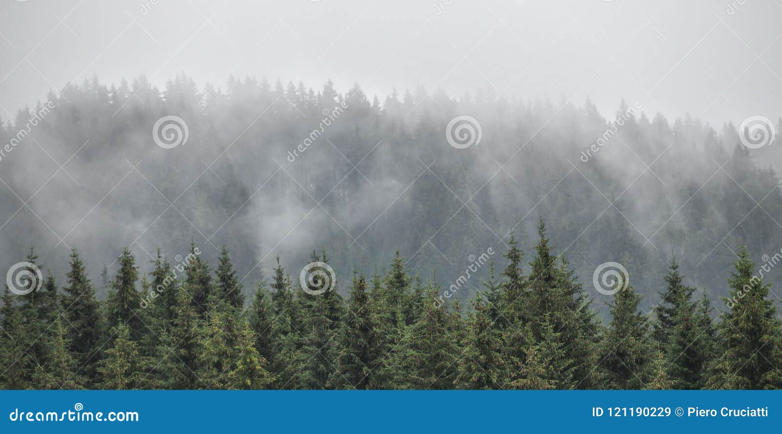 evergreen firs, larches pines forest with fog and low clouds. nostalgic look.