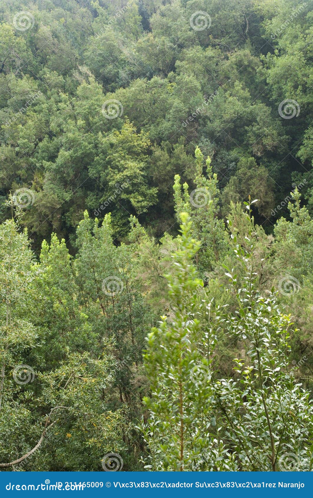evergreen forest in barlovento.