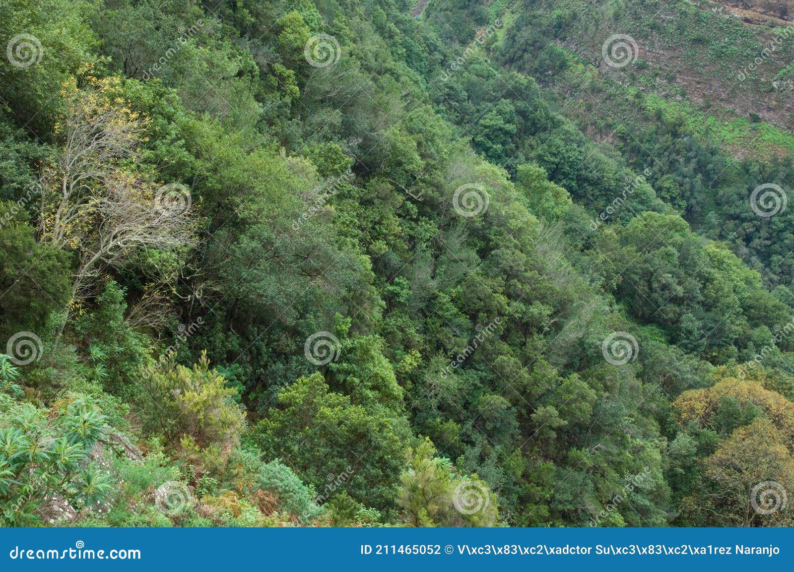 evergreen forest in barlovento.