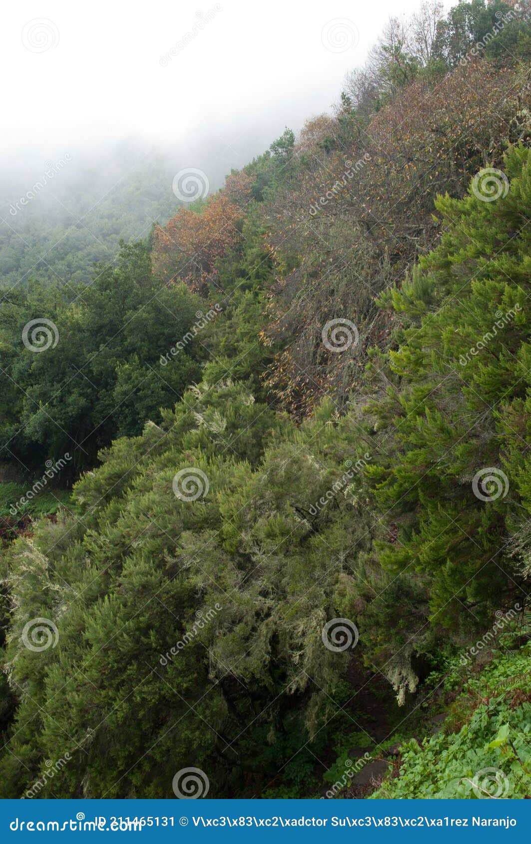 evergreen forest in barlovento.