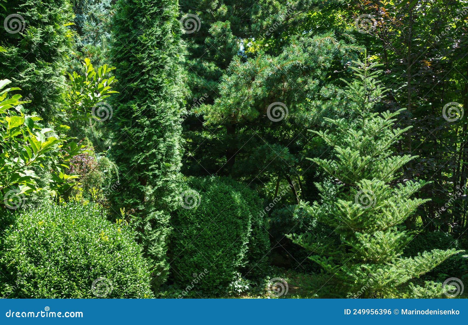 evergreen landscape of the garden. thuja occidentalis columna and boxwood buxus sempervirens or european box