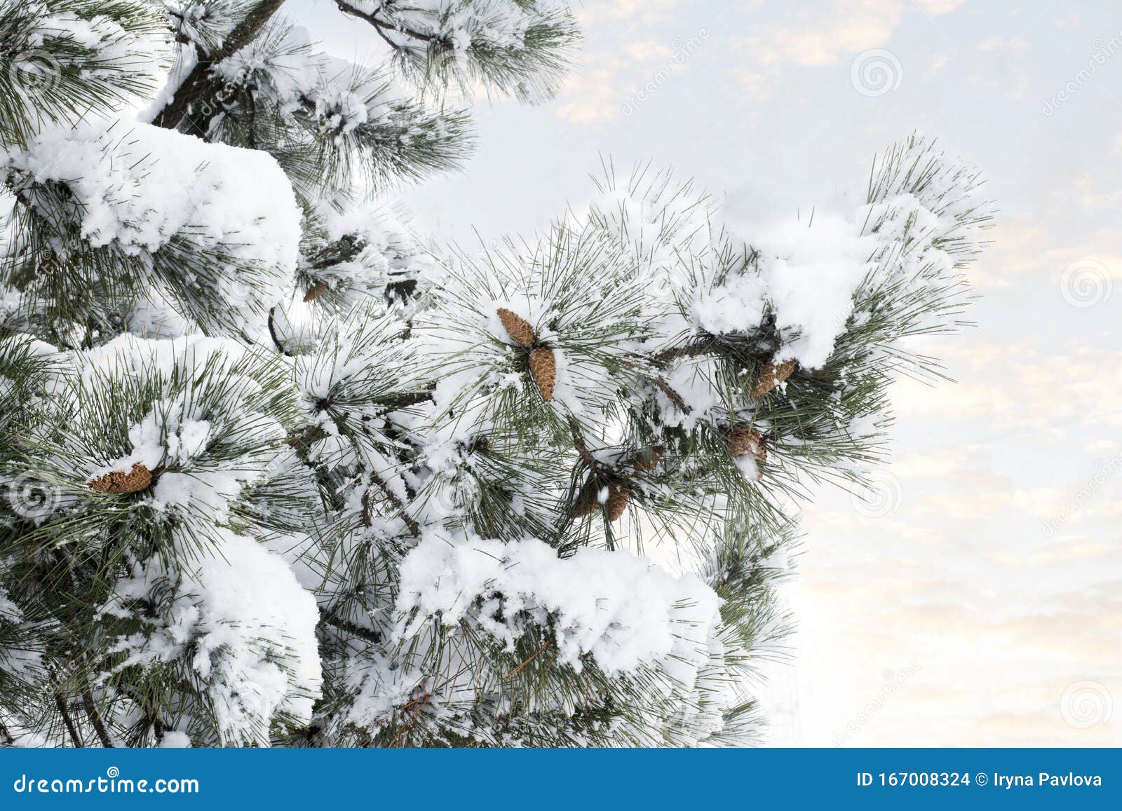 Evergreen pine branches stock photo. Image of cold, 2025 167008324