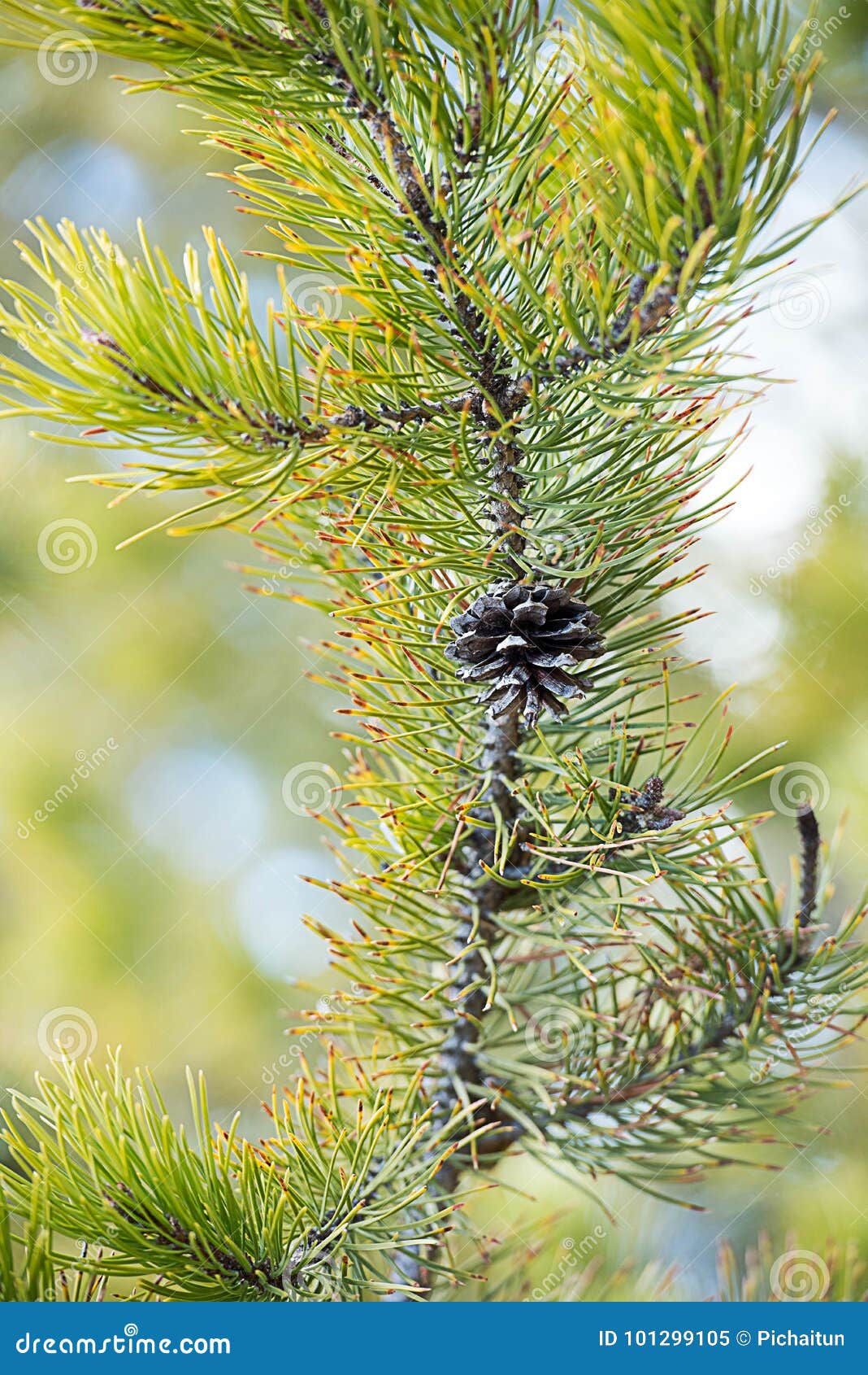 Pine cone stock image. Image of shaped, needle, woody 101299105