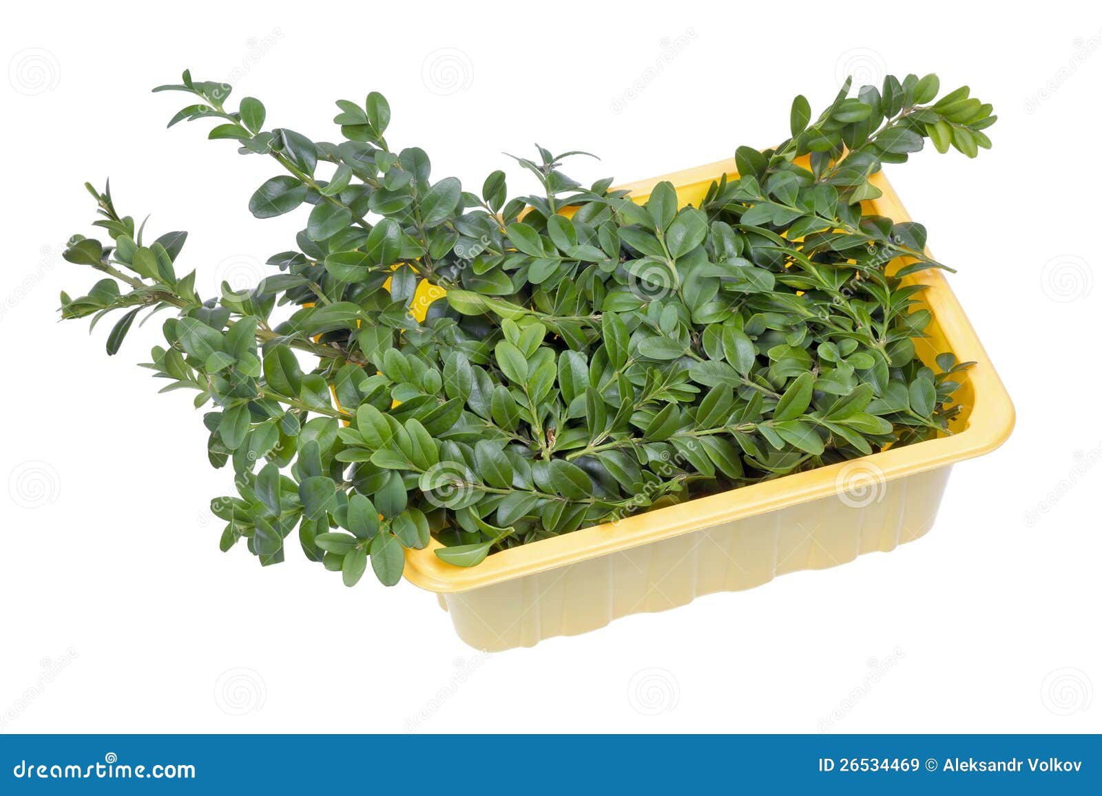 Evergreen Plant Boxwood Branches Stock Image Image of stem, vitality