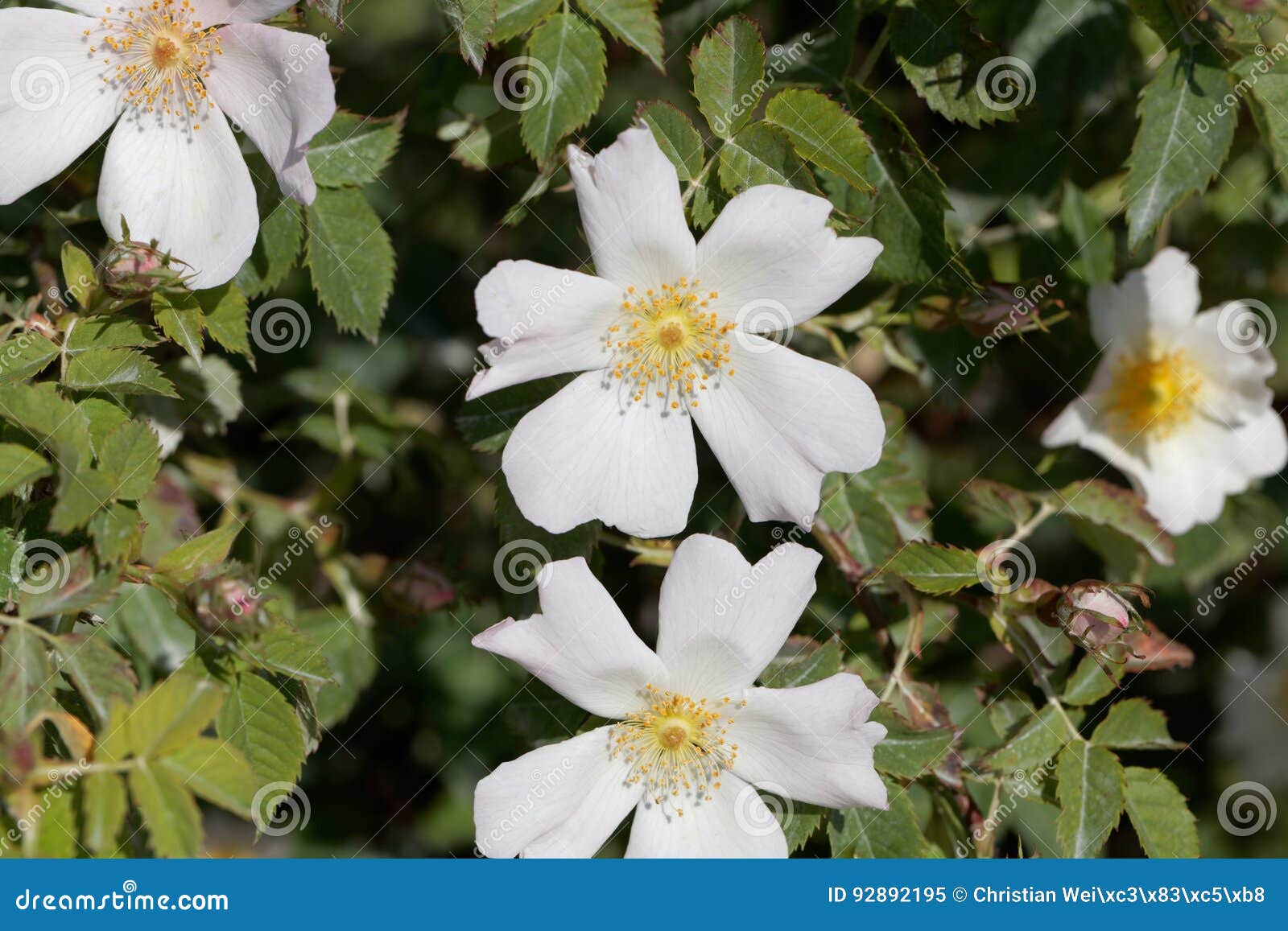 Evergreen Rose Rosa Sempervirens Stock Image Image of biology