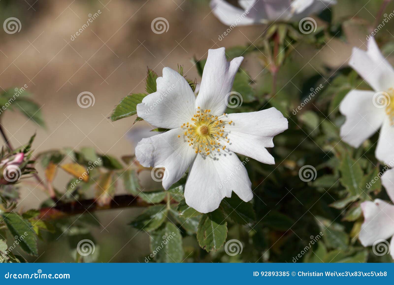 Evergreen Rose Rosa Sempervirens Stock Image Image of flower
