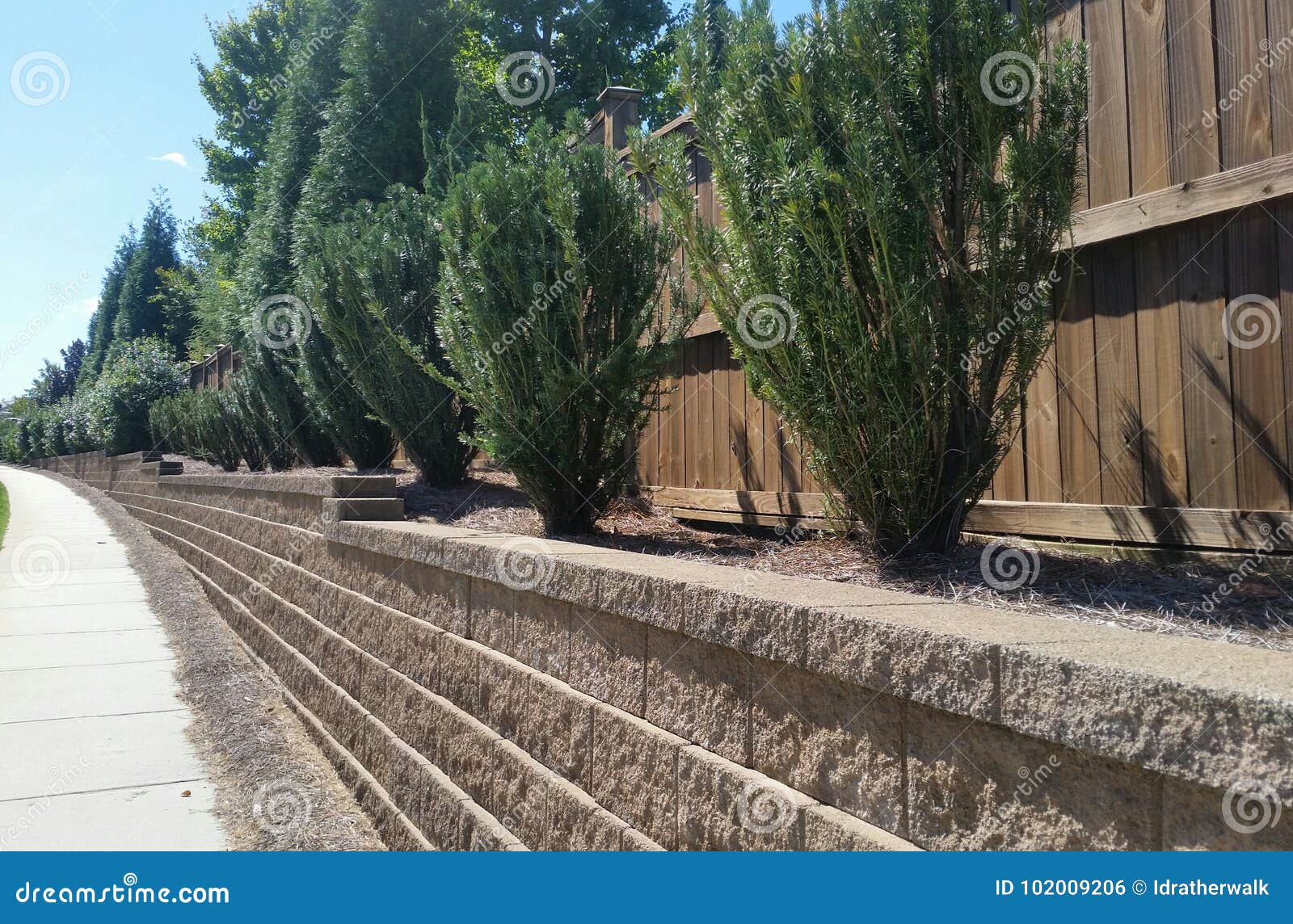 evergreen shrubs in brick retaining wall along sidewalk