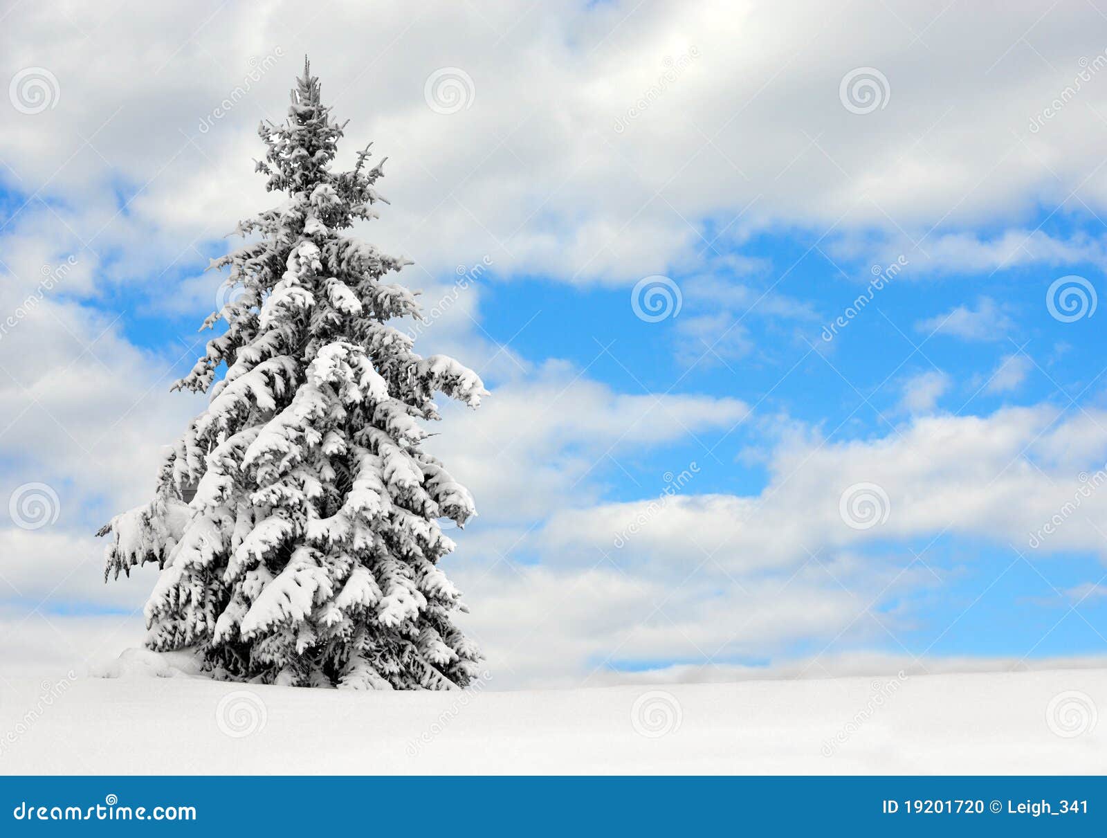 evergreen in the snow