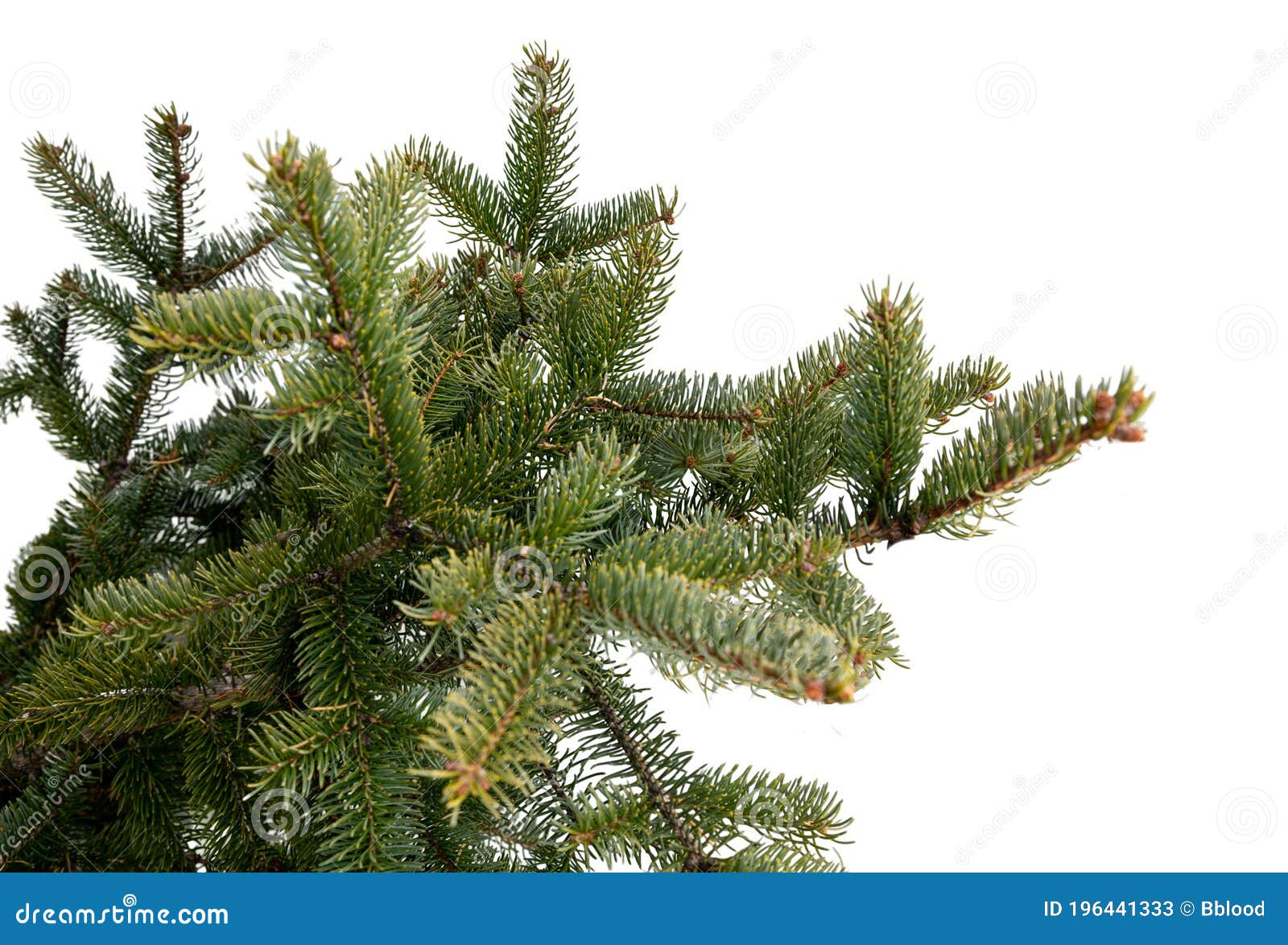 Evergreen branches on white Stock Photo by ©Nataly-Nete 174071542