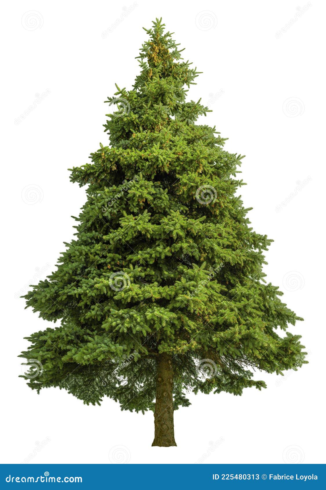 cutout pine tree. conifer  on white background