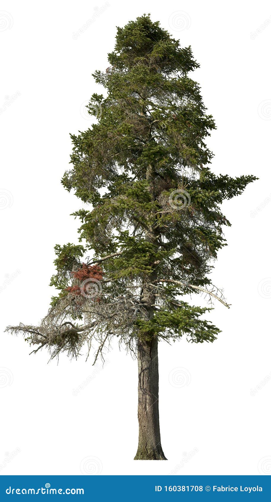cut out pine tree. spruce 