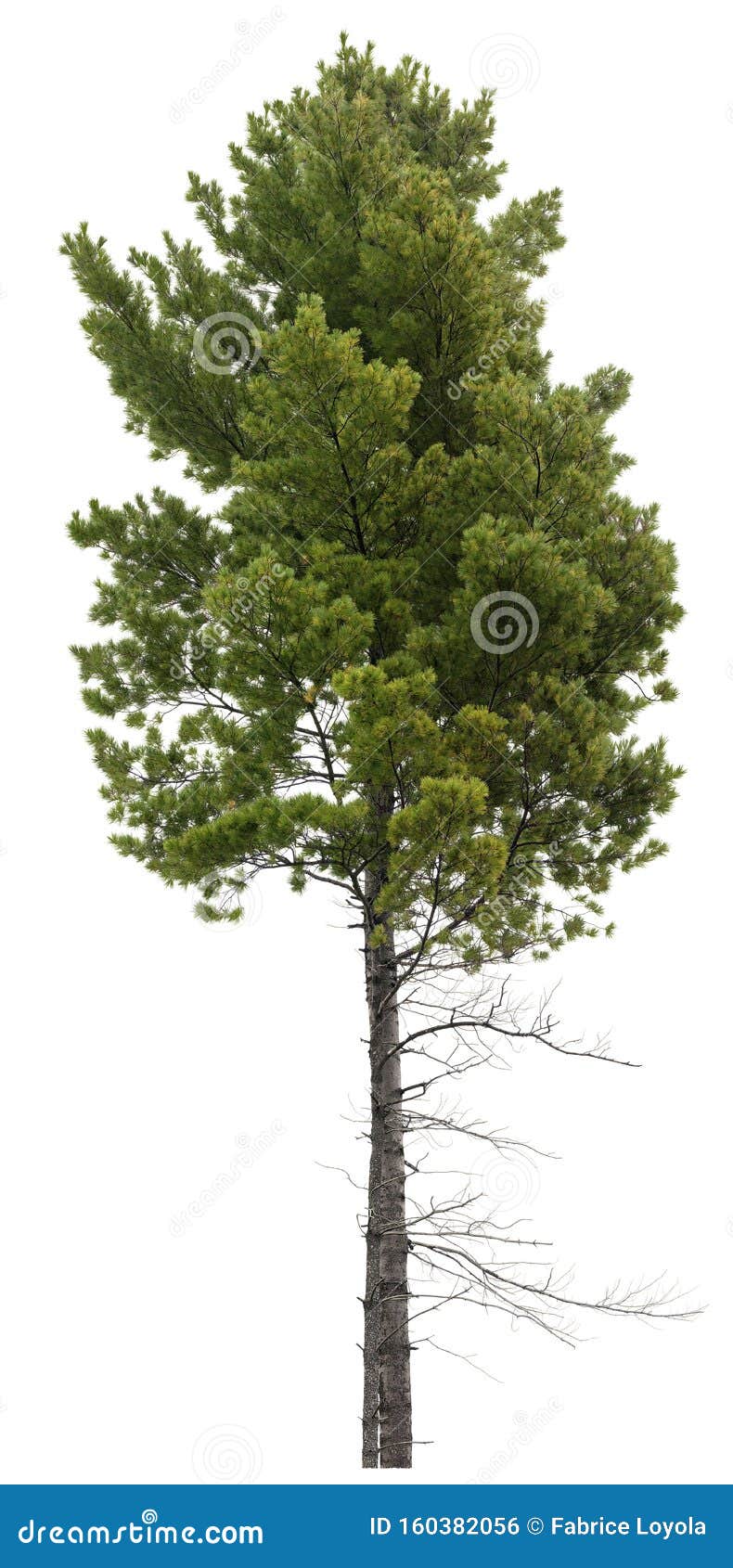 Download Cut Out Pine Tree Spruce Isolated Stock Photo Image Of Clipping Pine 160382056 Yellowimages Mockups