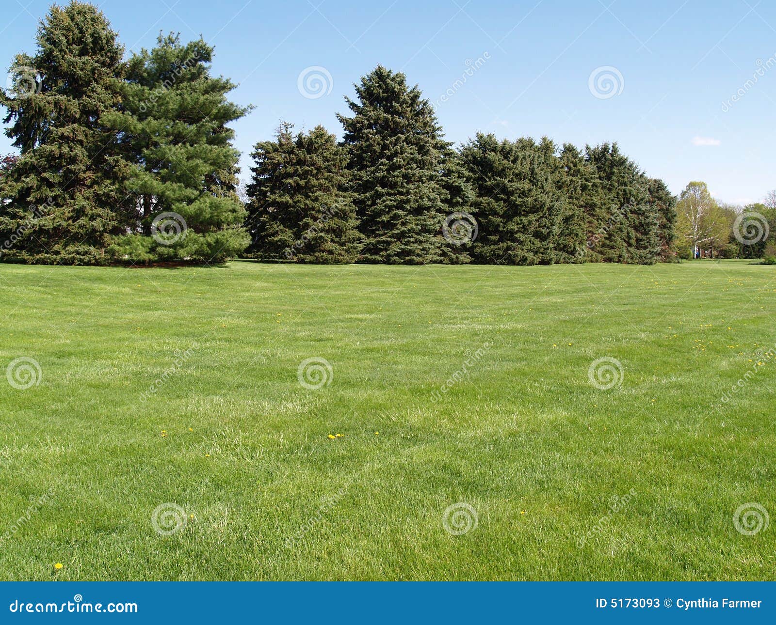 Evergreen Trees by a Green Lawn Stock Image Image of acreage