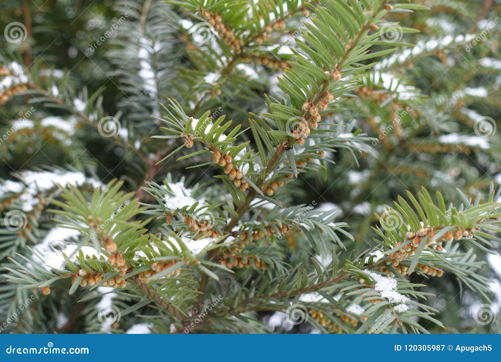 Evergreen Yew Branches with Immature Cones Covered with Snow Stock ...