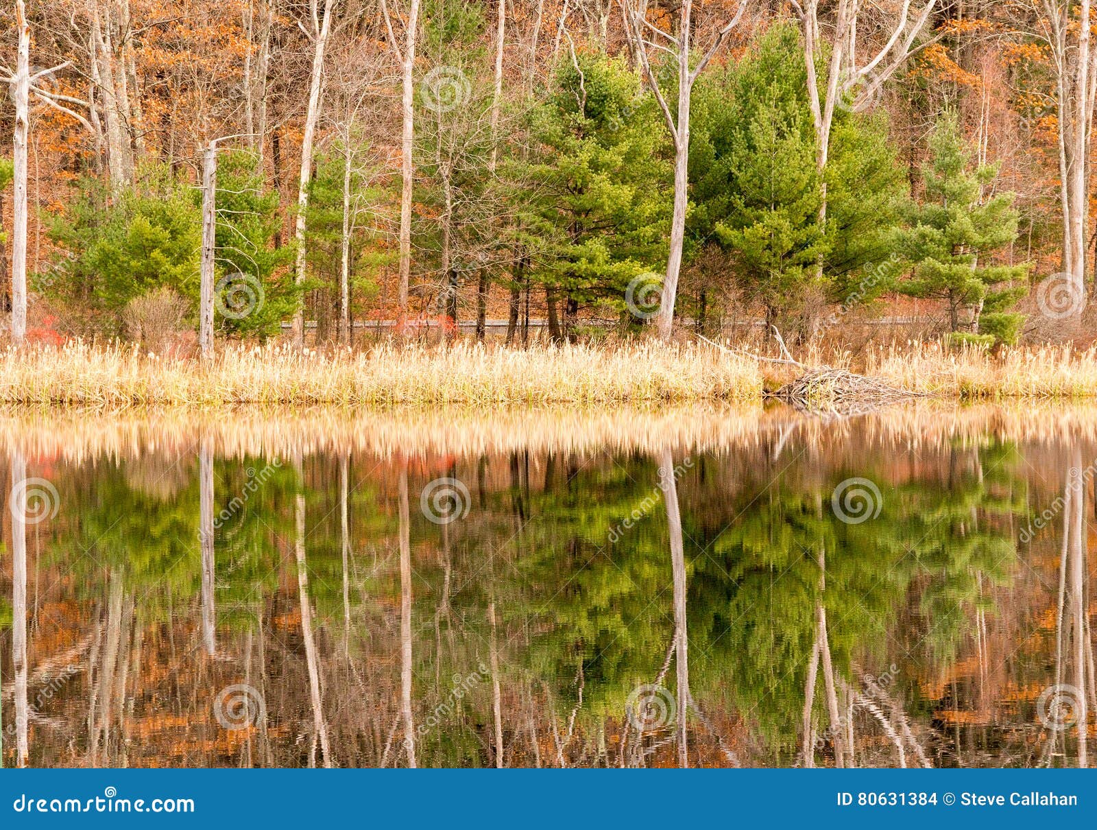 evergreens, leaf drop trees, reeds and reflections on pond and fall color
