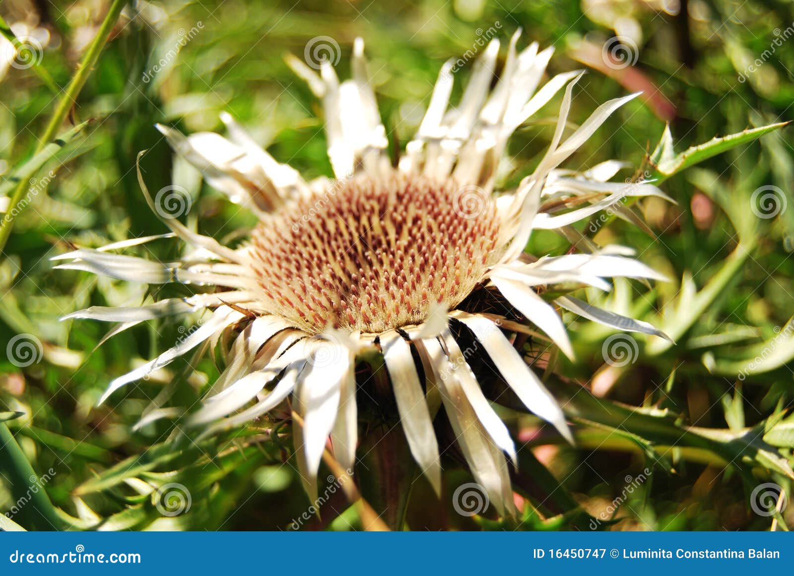 Everlasting flower stock image. Image of beautiful, wild 16450747