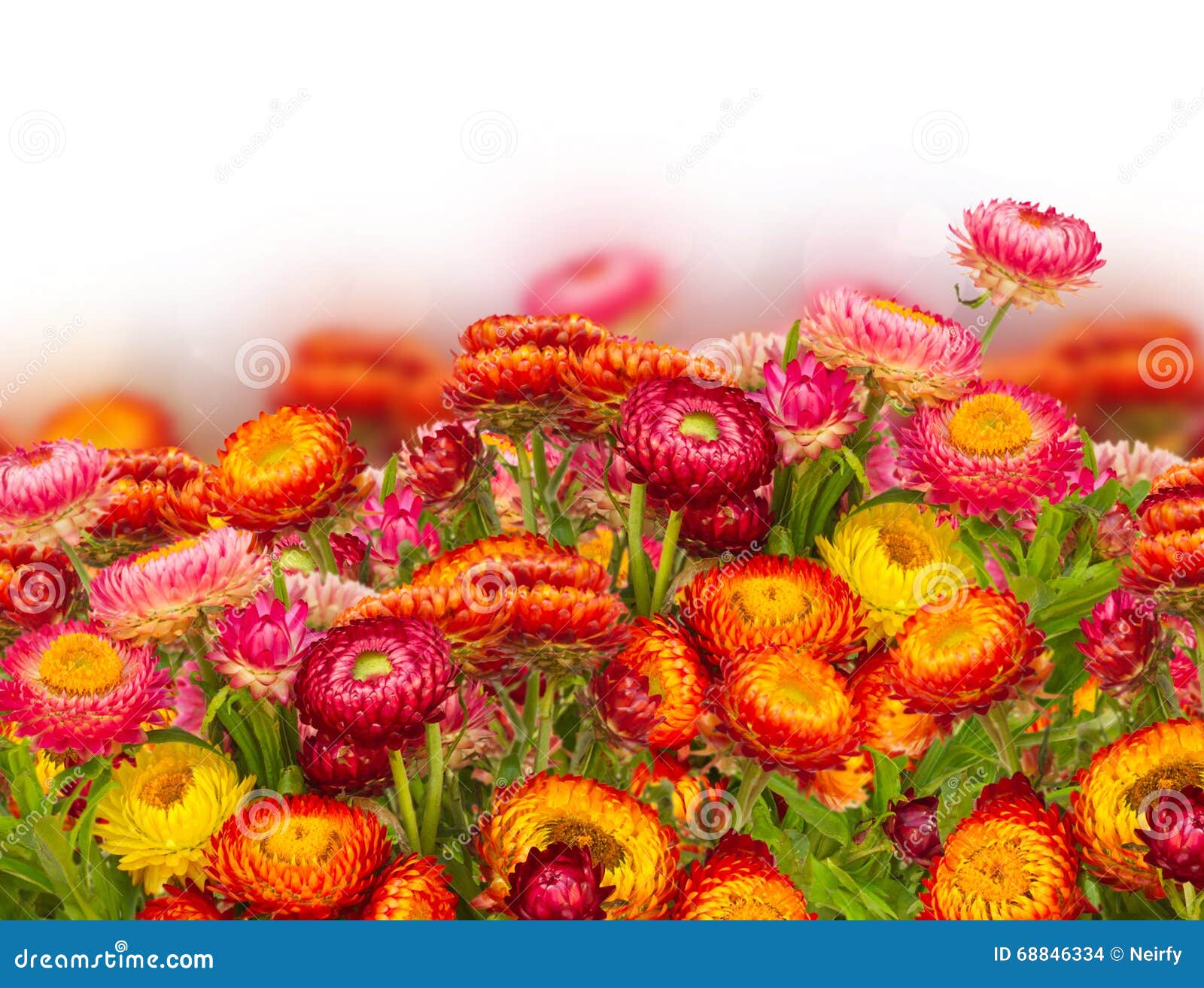Everlasting flowers stock photo. Image of flower, colorful 68846334