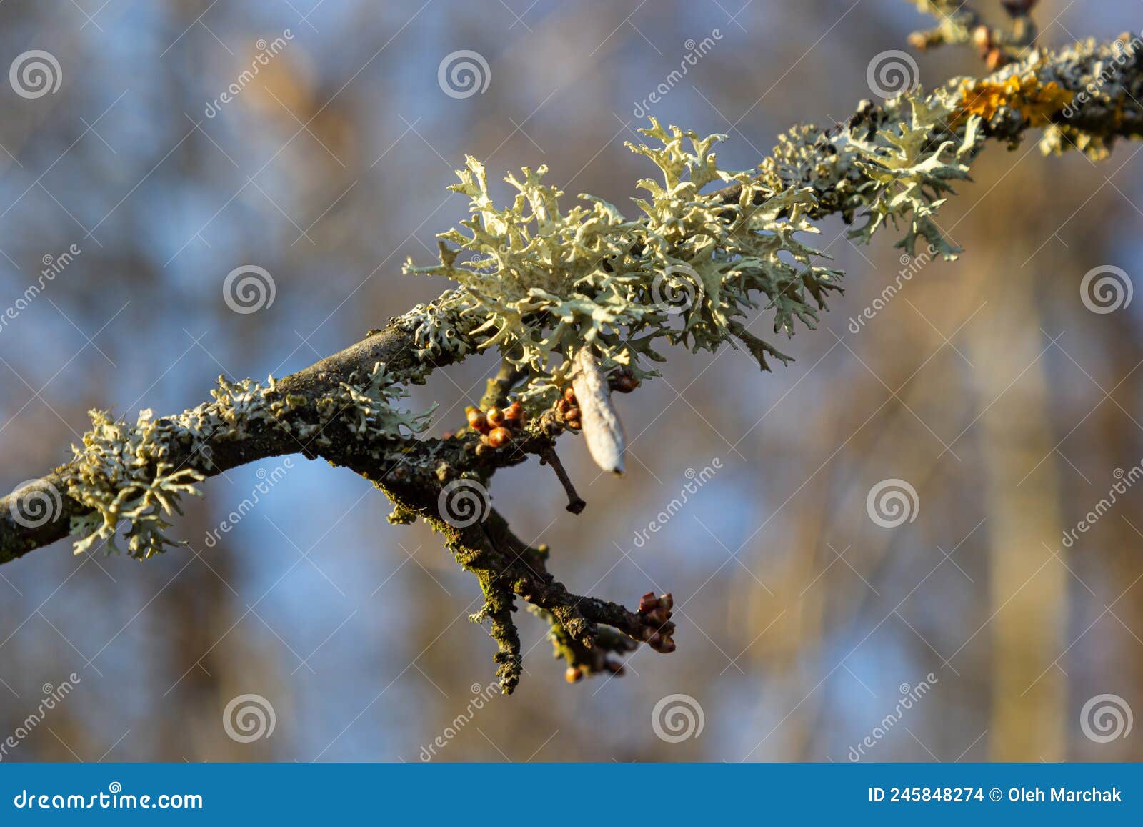 evernia prunastri, also known as oakmoss, a beautiful lichen used widely in perfume industry as a fixative